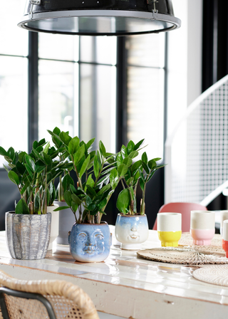 A dining table showcasing multiple mini ZZ plants in ceramic planters