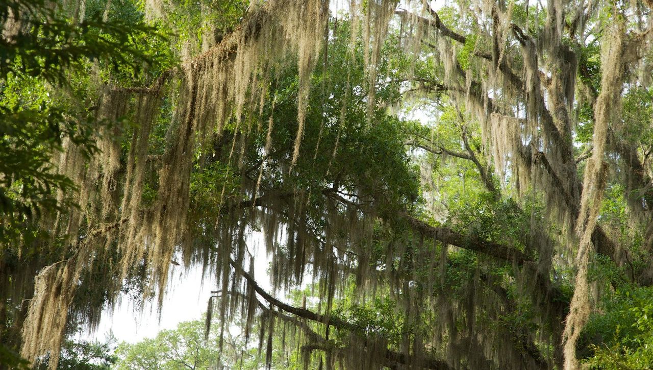 Spanish moss hanging from tree