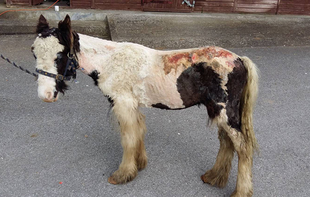 Buggy-once-he-had-been-clipped.jpg
