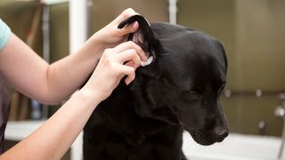 clean a dog’s ear