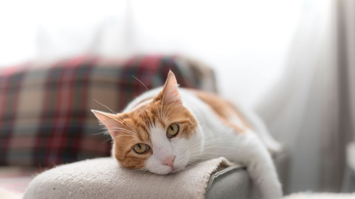 Cat lying on couch