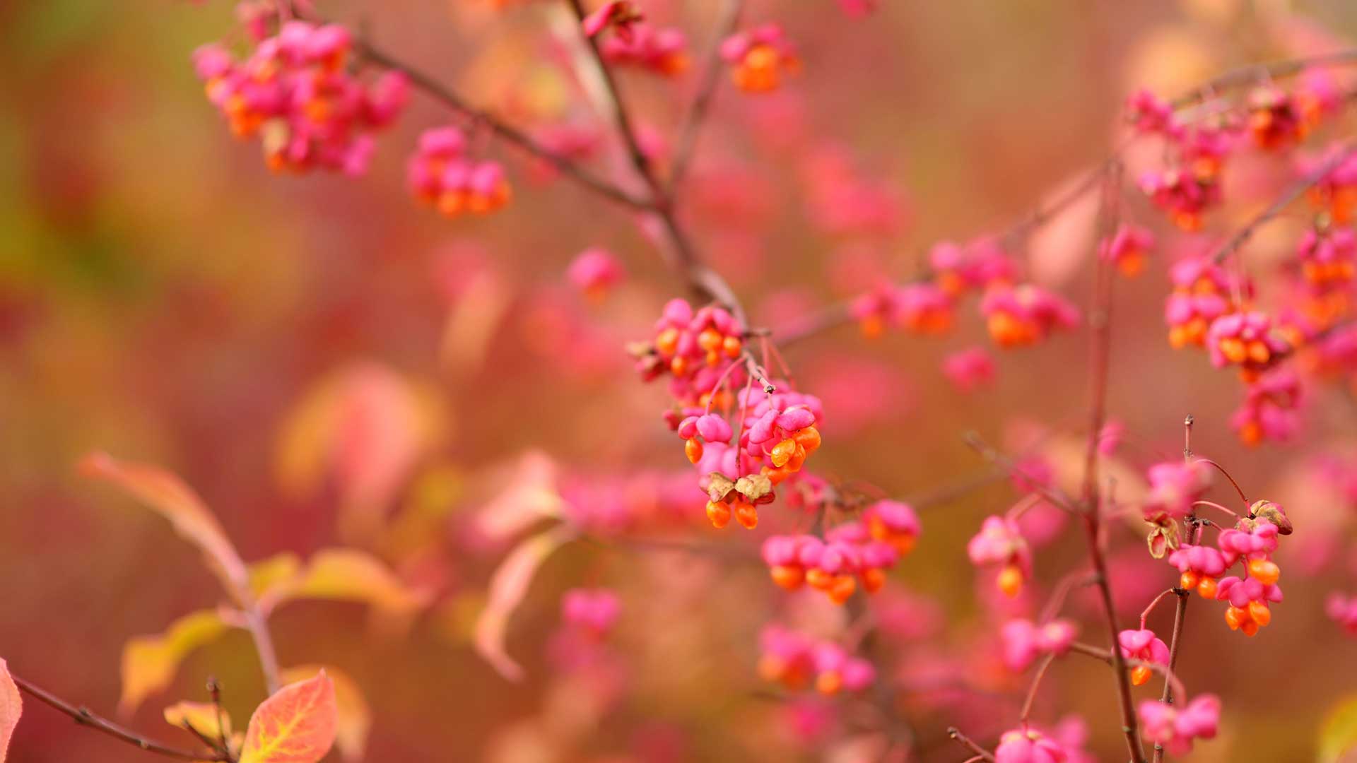 Euonymus alatus with pink seed pods
