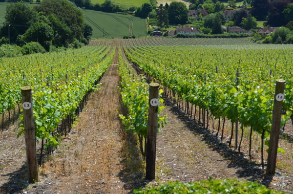 Hambledon Vineyard, English winery, English vineyard,