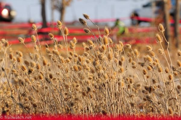 Pretty but prickly plants on the course