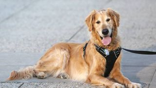 Golden Retriever wearing a black harness