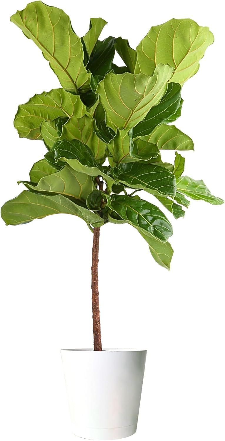 Costa Farms Fiddle Leaf Fig Tree Live Plant in Decorative Plant Pot, Large Indoor Houseplant, Perfect for Home, Room, or Office Decor, Great House Warming or Birthday Gift, 3-4 Feet Tall