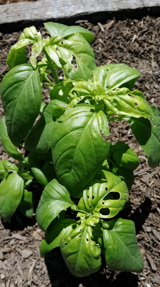 Holes In Basil Leaves How To Keep Bugs From Eating Basil