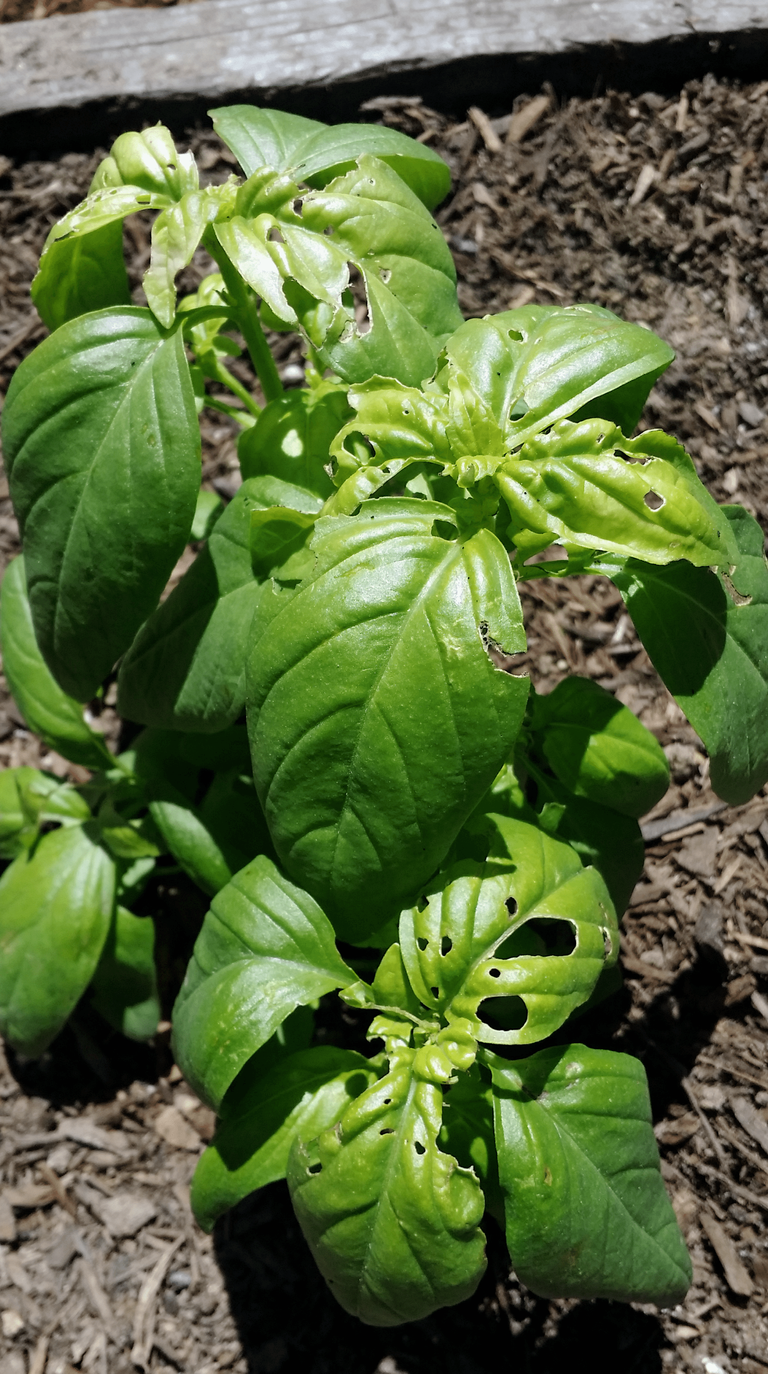 Holes In Basil Leaves How To Keep Bugs From Eating Basil Gardening