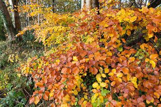 Multi coloured leaves on a Cotswold beech tree in autumn at Edge, Gloucestershire (Pic: Alamy)