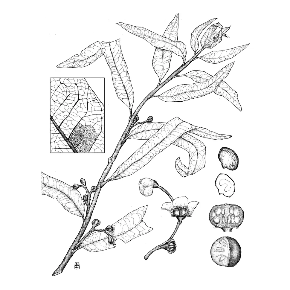 Uma reconstrução de **Othniophyton elongatum**. (Crédito da imagem: Ashley Hamersma, Manchester et al., 2024)