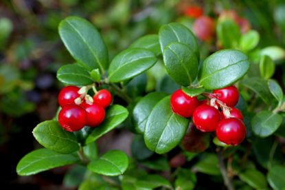 Red Lingonberry Plant