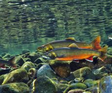 A pair of Arctic charr, survivors of the Ice Age. Linda Pitkin/2020VISION/Naturepl.com