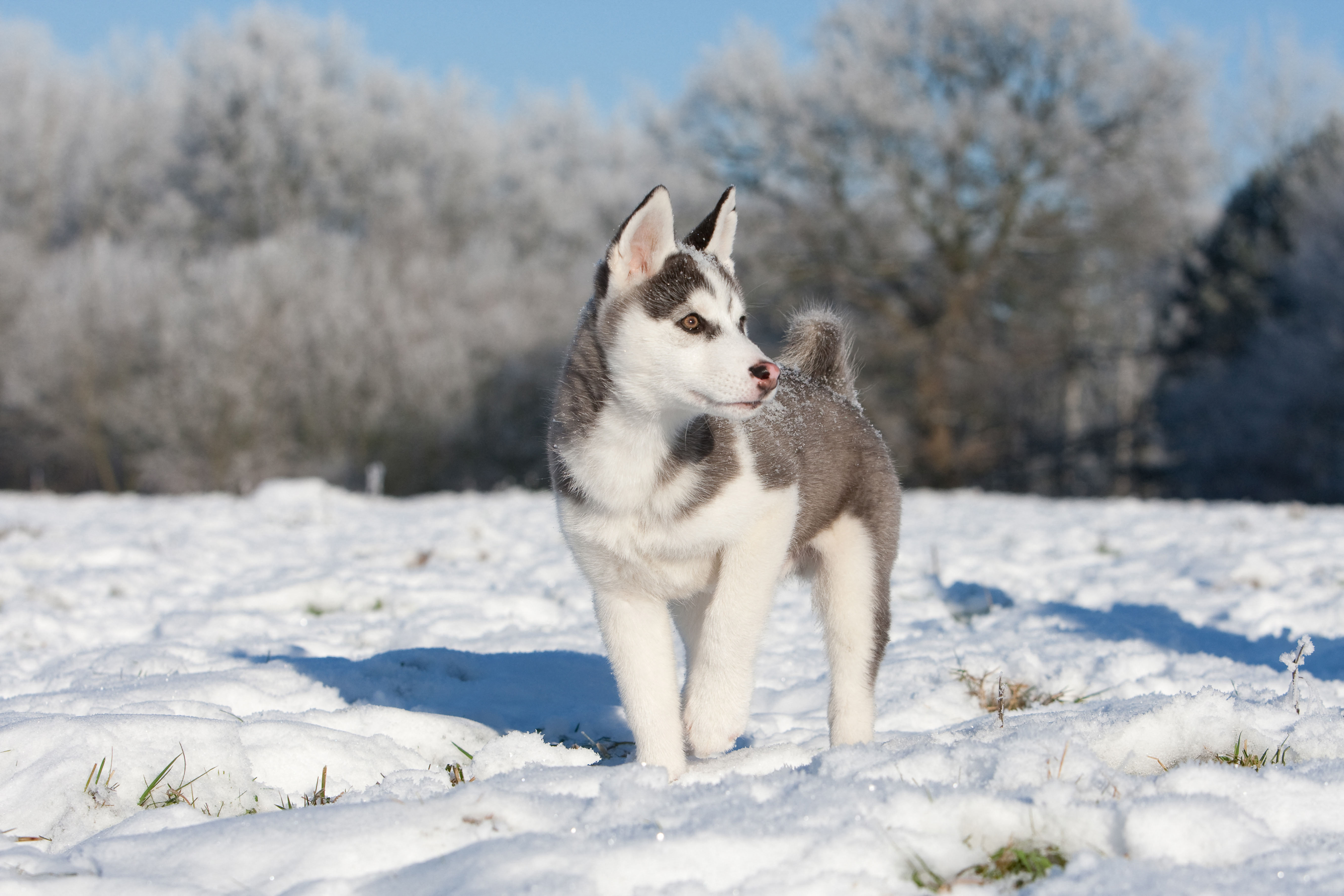 A Siberian husky puppy stands in fresh snow, ears pricked, with frost-covered trees in the background.