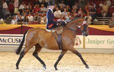 crash hat rule reverted by sport horse breeding