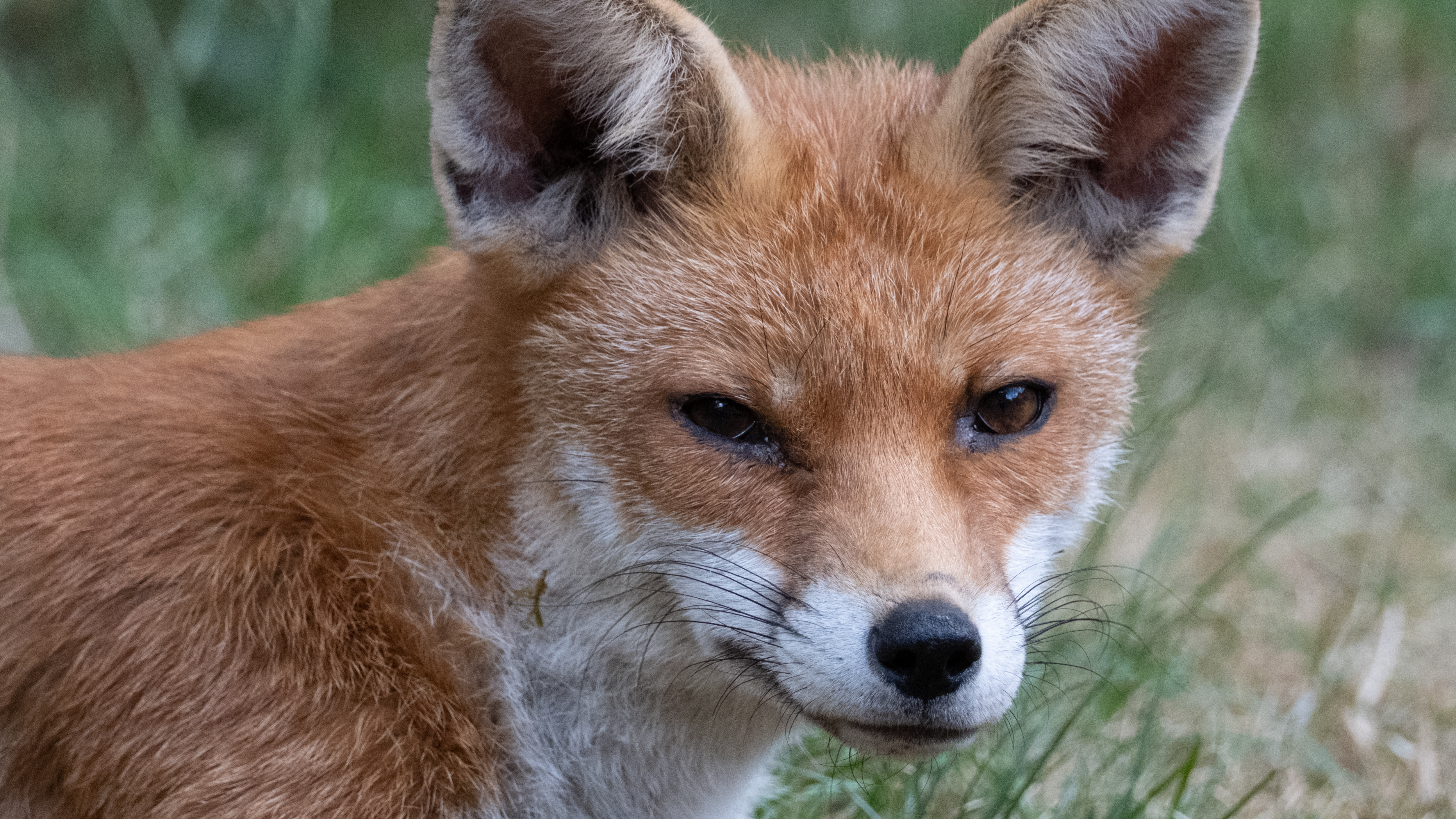 A young fox in a garden