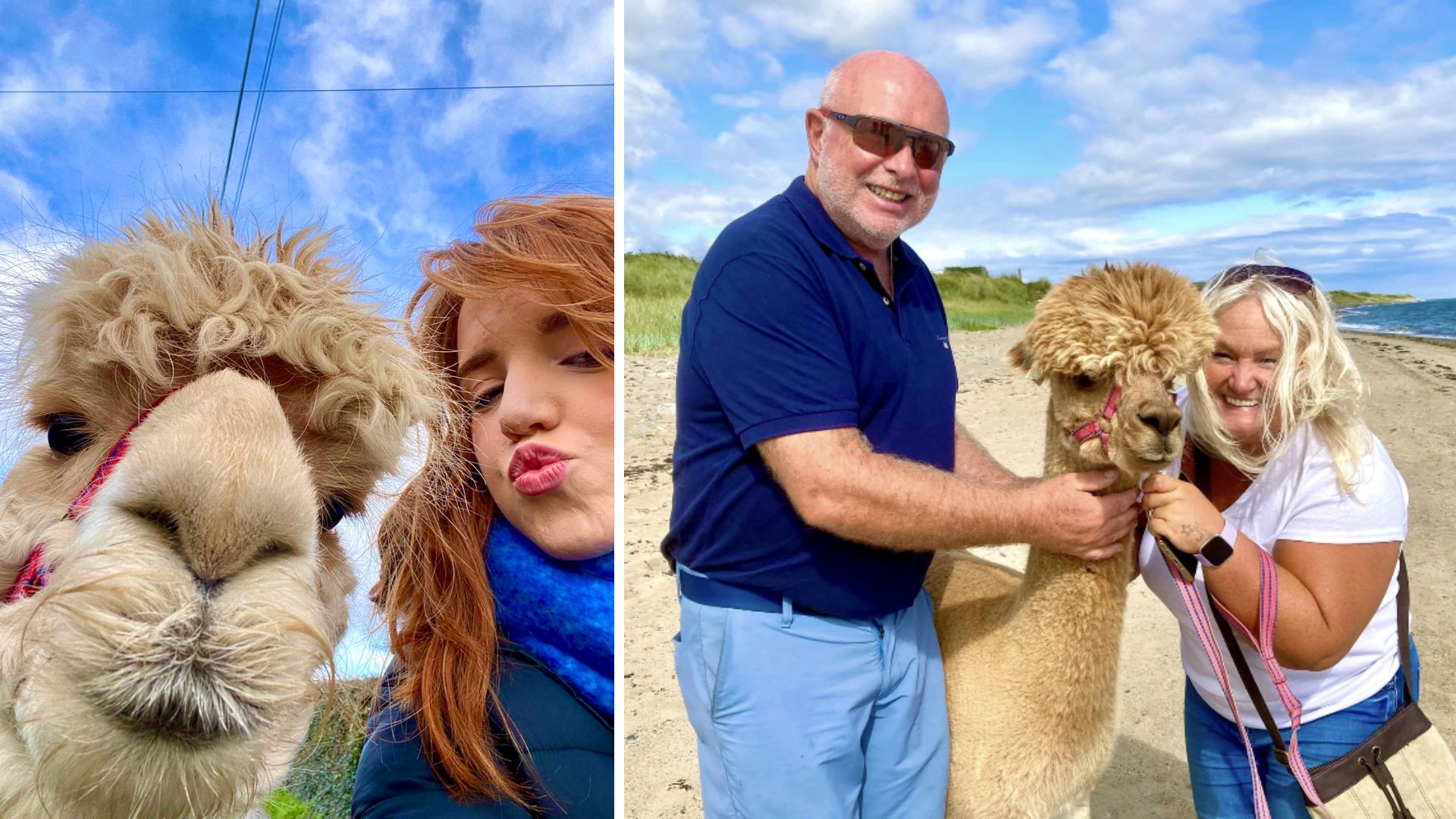 Left: a young woman takes a selfie with an alpaca. Right: An older couple pose with Ralph the alpaca