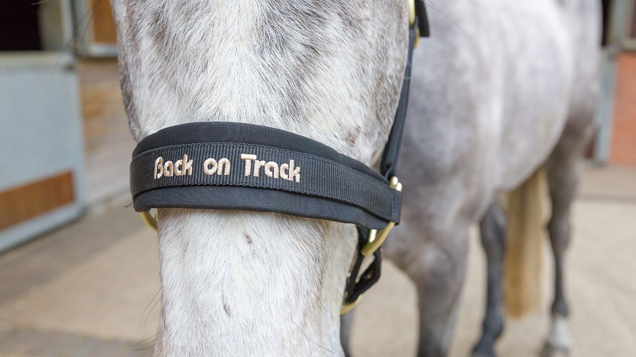 Back on Track Werano halter review