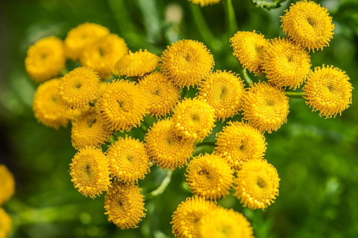 Yellow Tansy Plants