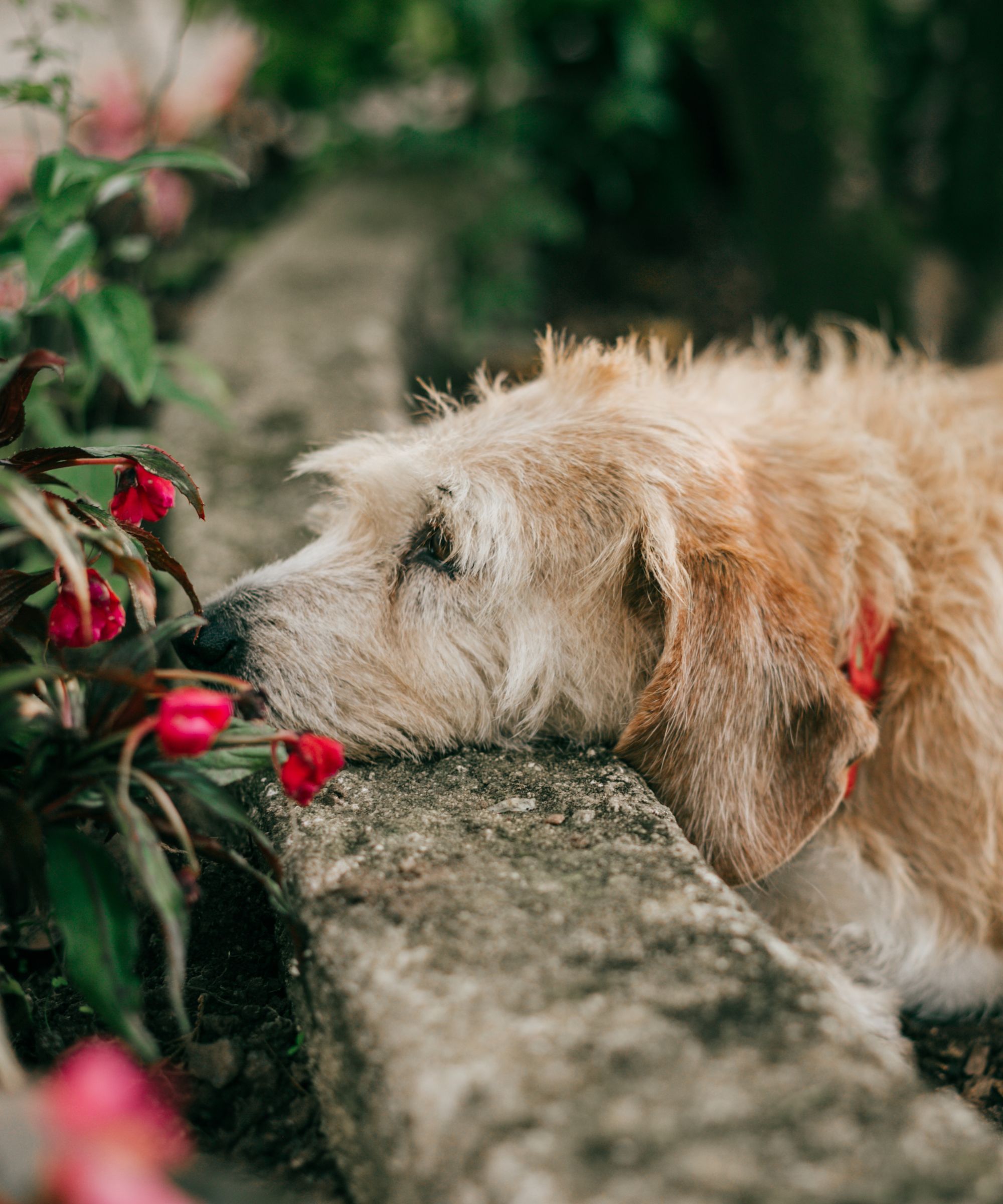 Dog resting on stone rose bed in garden