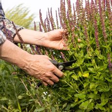 Hands pruning a salvia plant