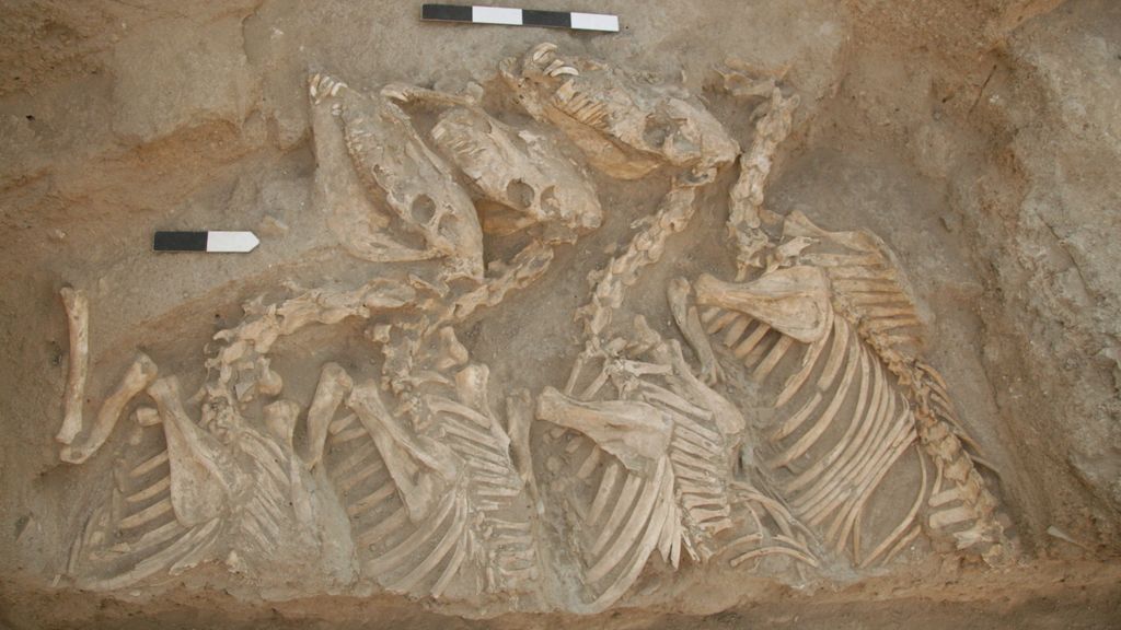 1st bioengineered hybrid animals discovered — in ancient Mesopotamia ...