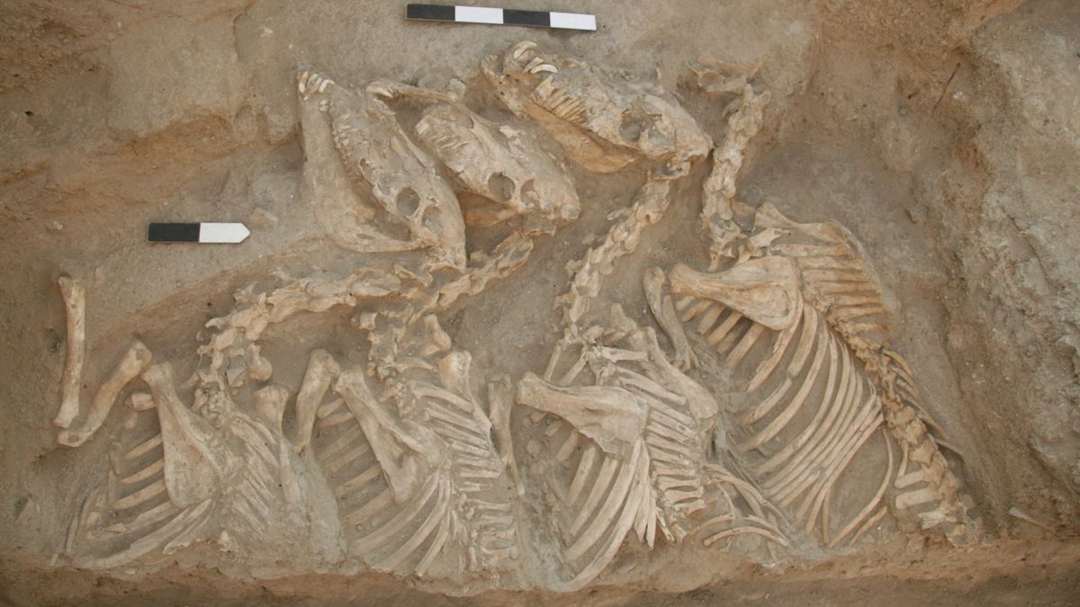 1st bioengineered hybrid animals discovered — in ancient Mesopotamia