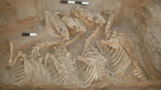 The animal bones at Umm el-Marra were thought to be from kungas because their teeth had marks from bit harnesses and wear patterns that showed they had been fed, rather than left to graze.