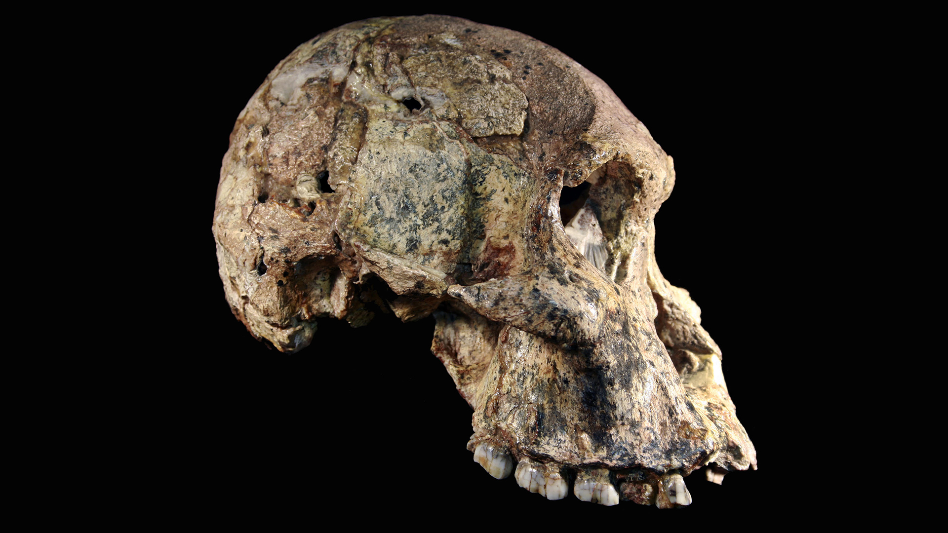 Female Australopithecus Sts 71, discovered in 1947 from Member 4 at Sterkfontein, South Africa and newly dated to 3.4 million to 3.6 million years.