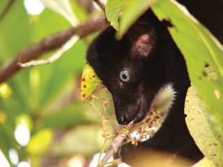 o fotografie a unui lemur negru cu ochi albaștri în Parcul Național Sahamalaza-Iles Radama.