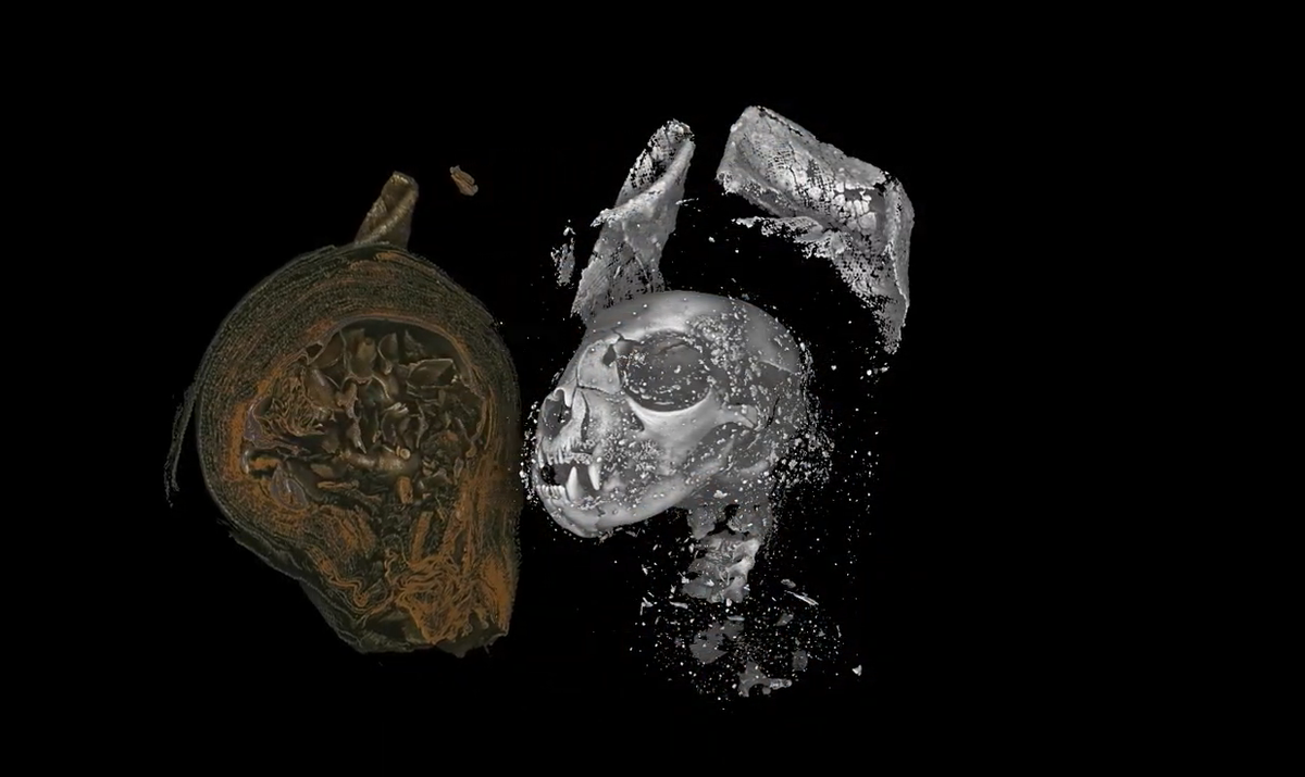 This mummified kitten was strangled before its death, new micro CT scans show