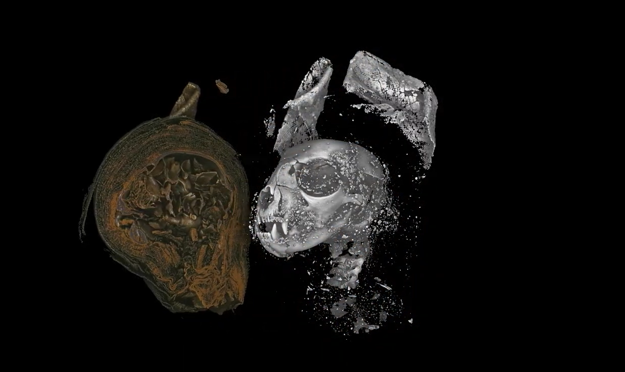 Mummified kitten 'strangled' to death before being offered to the gods