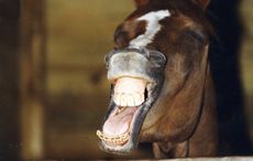 yawning horse in stable
