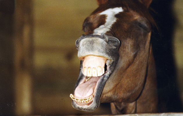 yawning horse in stable