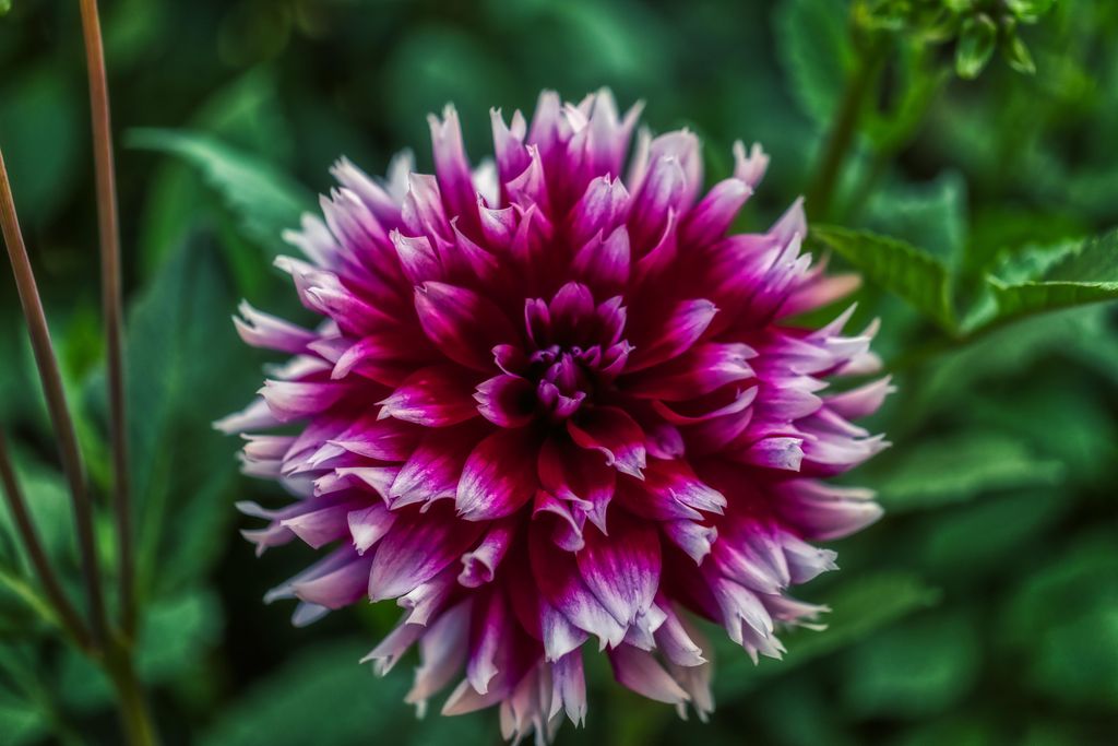 How to grow chrysanthemums expert tips on growing these garden