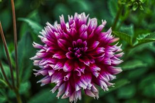 how to grow chrysanthemums: some varieties are perennial