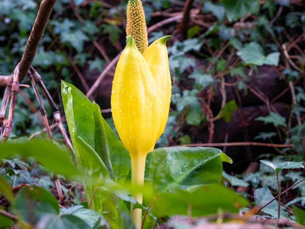 Skunk Cabbage