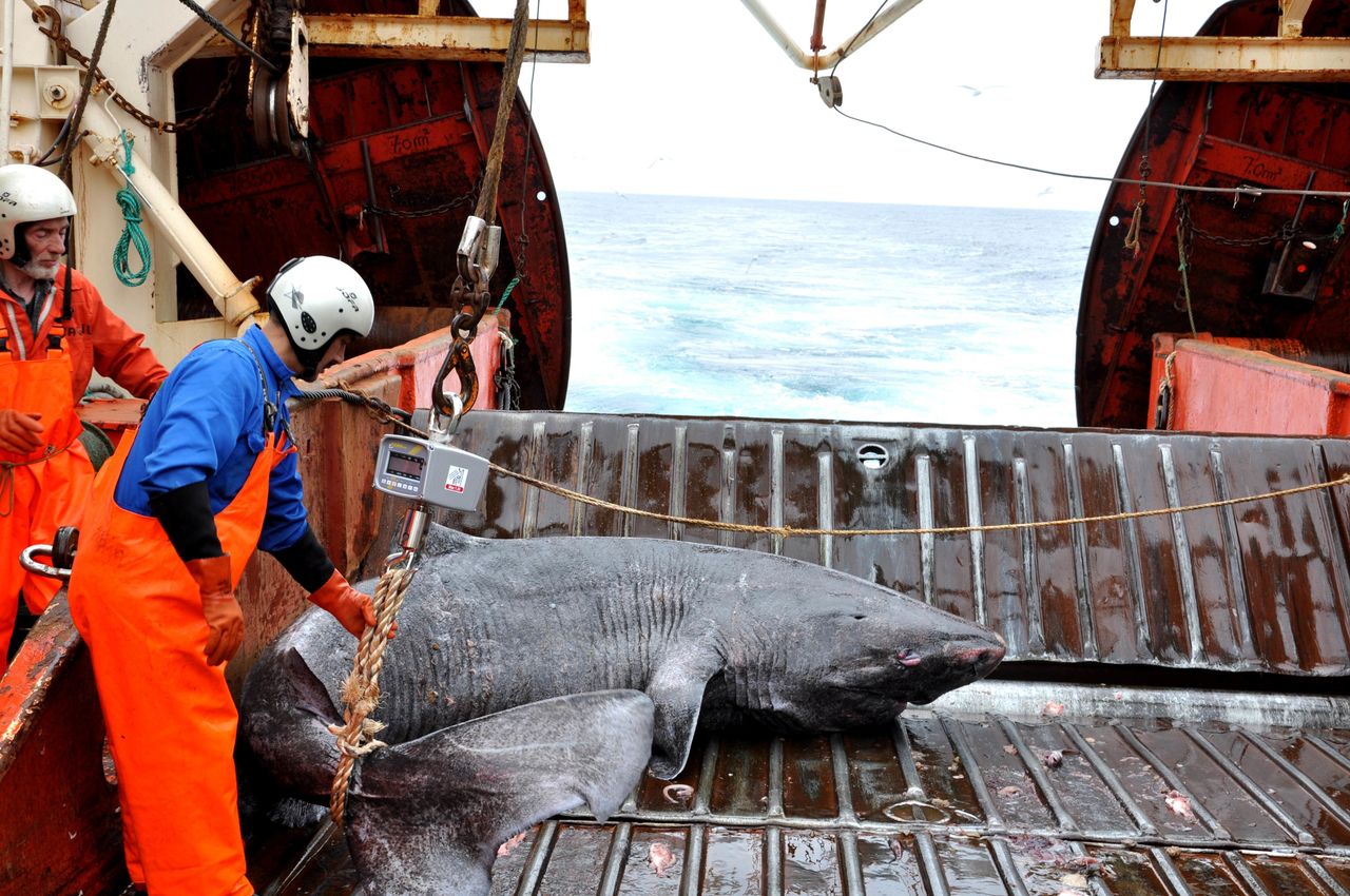 Scientists have found the Greenland shark species to be the oldest living vertebrate, which they estimate can live for up to 400 years.