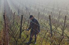 Pruning vines at Kumeu River New Zealand