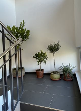 lime tree growing in a pot on a stairwell