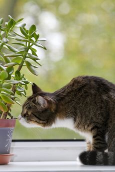 cat houseplant
