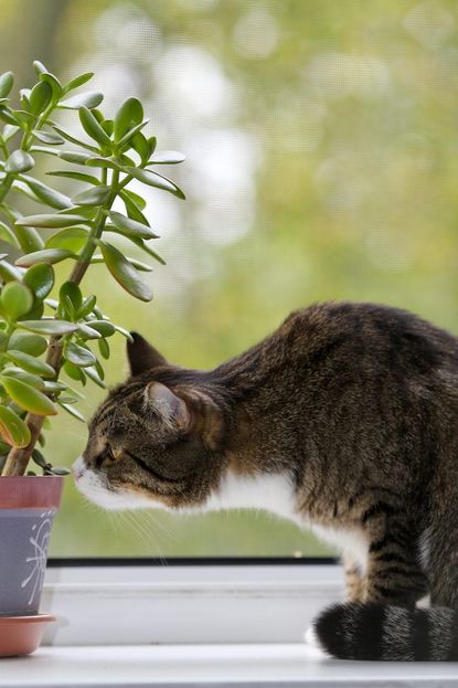 Cat deterrent spray for clearance plants