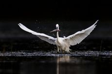 Little egret with spread wings