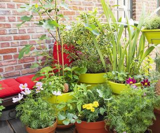 Vegetable container garden