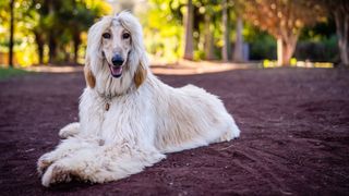 Hypoallergenic dog breeds - photo of Afghan Hound sitting outside