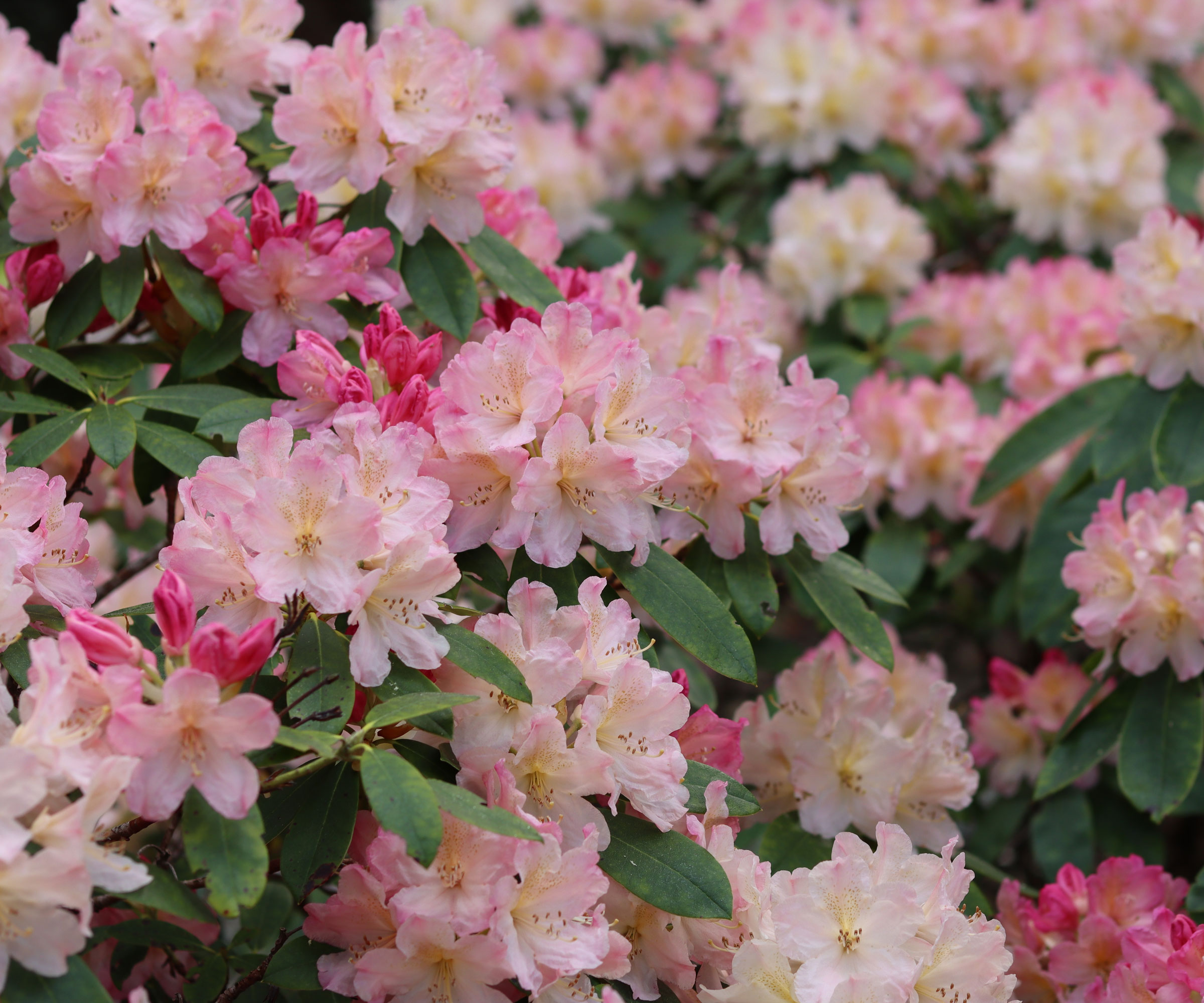 rhododendron bush filled with pale pink flowers