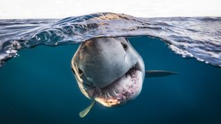 Underwater Photographer of the Year 2022 winning images
