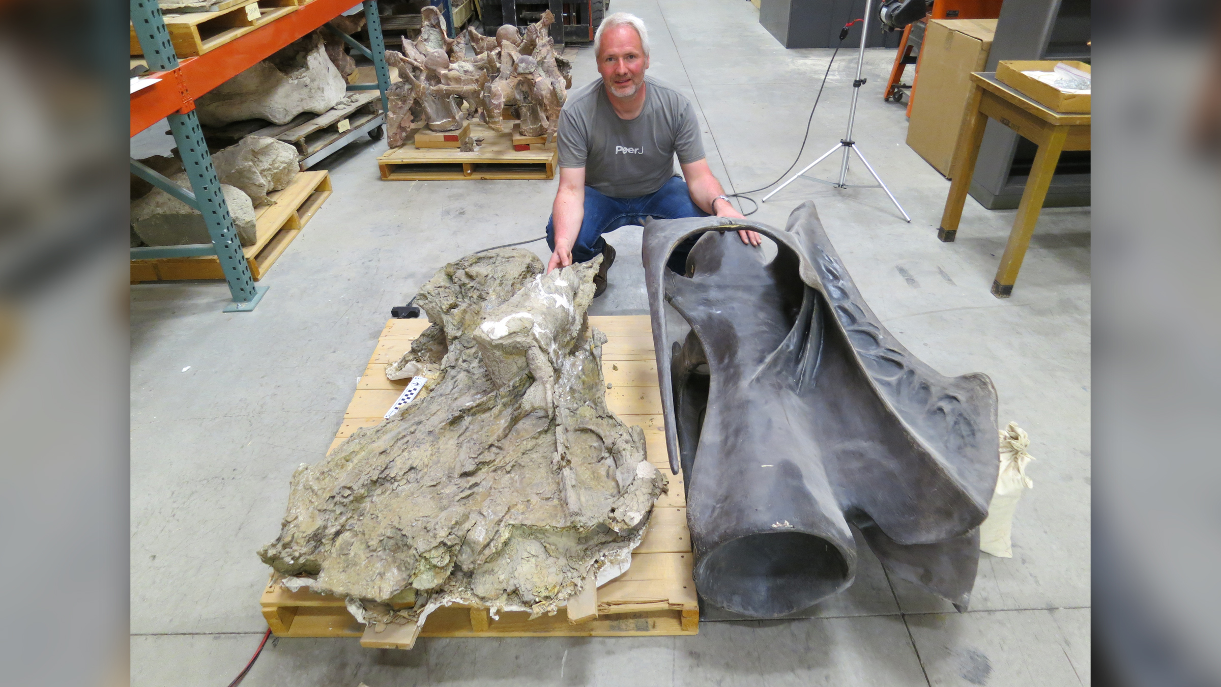Mike Taylor zeigt einen einzelnen Halswirbel von Supersaurus (links) und ein Modell, wie er vor dem Schaden ausgesehen hätte (rechts).
