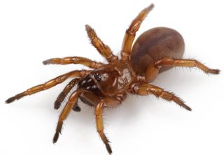 A female of the Auburn tiger trapdoor spider.