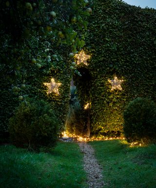 Solar star-shaped lights attached to a hedge