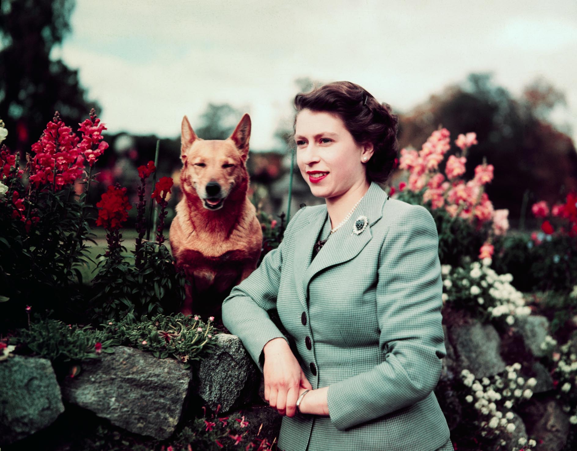 Queen Elizabeth II of England at Balmoral Castle with one of her Corgis, 28th September 1952.